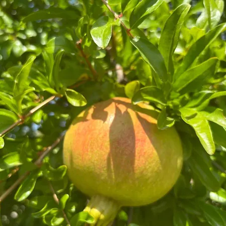 Villa Casa Alicante Sax