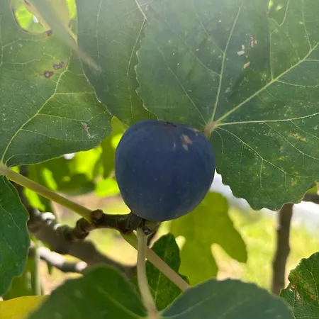 Villa Casa Alicante Sax