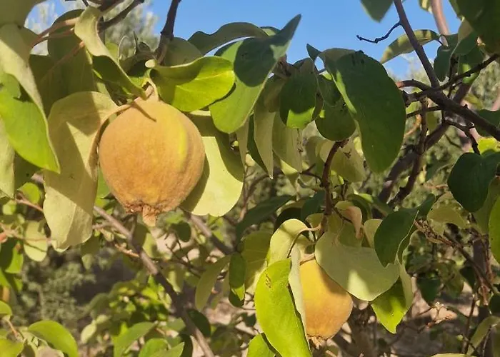 Casa Alicante Villa *
