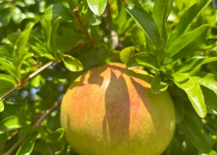 Villa Casa Alicante Sax